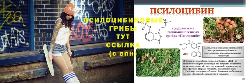 дарнет шоп  Яровое  Галлюциногенные грибы Psilocybine cubensis 